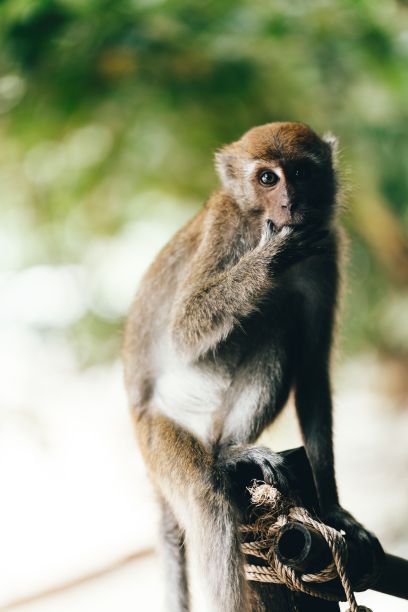 小猴子栖息在一棵高树上。图片下载