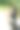 小猴子栖息在一棵高树上。图片下载