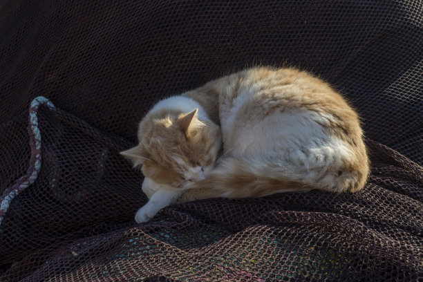 城市里，一只流浪猫睡在河堤上图片下载