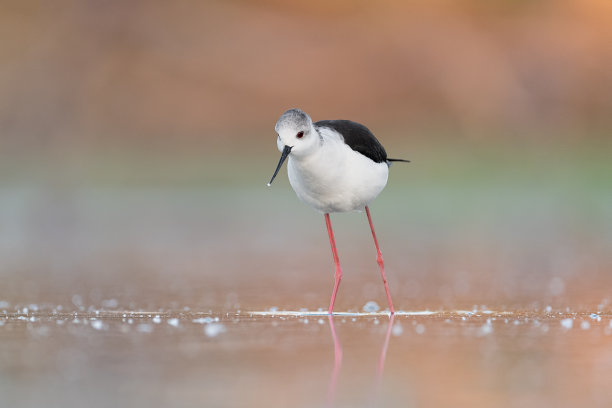 日出时黑色有翼高跷的惊人肖像(Himantopus Himantopus)图片下载