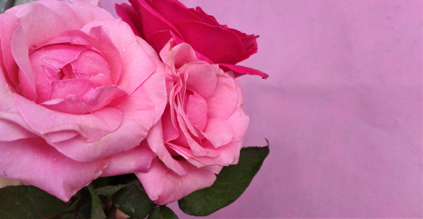 玫瑰花束图片下载