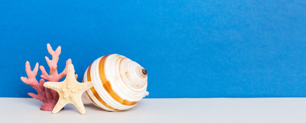 彩色背景上的海滩贝壳。模拟复制空间图片下载