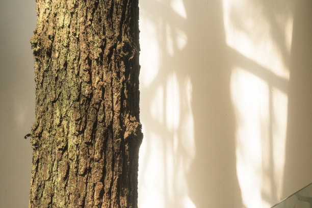松树与阴影在白色的墙壁纹理背景图片下载