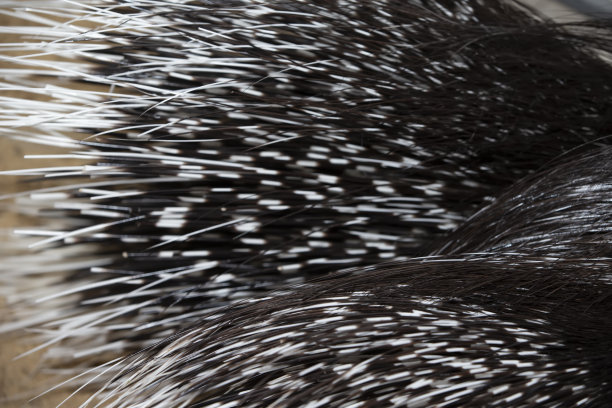 豪猪羽毛状尾巴的纹理。图片下载