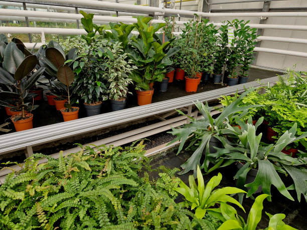 在移动架子上有滑动桌的温室。盆栽花，观赏杂色叶。进口热带花卉。塑料制成的棕色塑料容器。巷子里的瓷砖地板图片下载