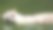 一只白虎站在水里图片下载