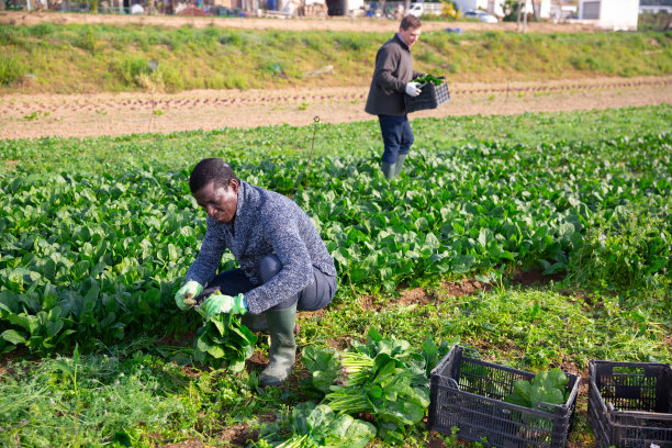 非裔美国工人在地里切菠菜图片下载