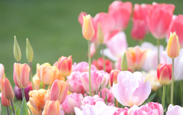 郁金香图片下载