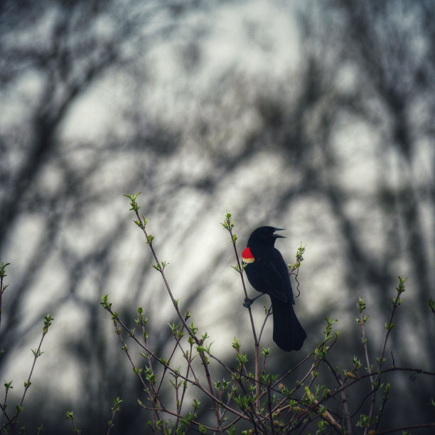 在树木繁茂的地区，红翼黑鹂栖息在从树上伸出的细枝上图片下载