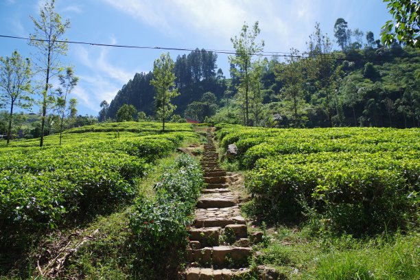 斯里兰卡的蓝田茶厂图片下载