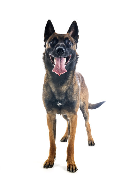 玛利诺犬在演播室图片下载
