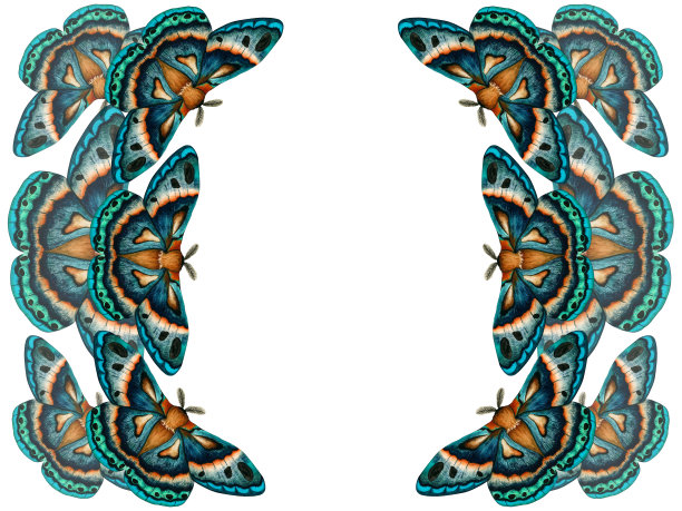 框架与蓝绿色蛾子水彩插图孤立在白色背景。手绘剪贴画帝王夜蝴蝶。昆虫为文具、海报、墙纸的设计图片下载