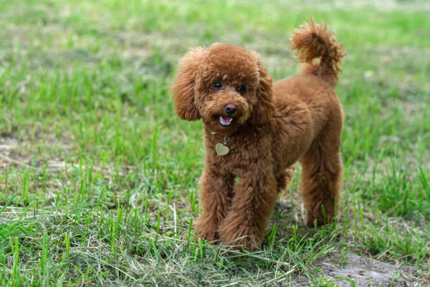 一只红褐色的玩具贵宾狗。在公园散步的玩具狮子狗小狗图片下载