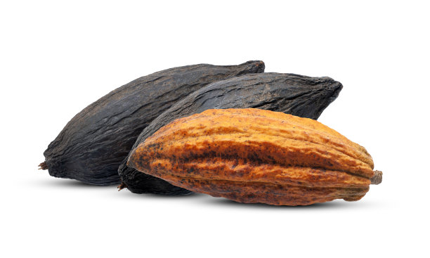 在白色背景上分离的可可果实或可可果实图片下载