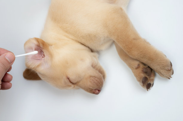 清洁拉布拉多犬幼犬耳朵图片下载