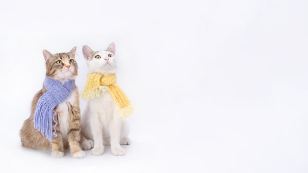 两只猫的肖像。编织用线图片下载