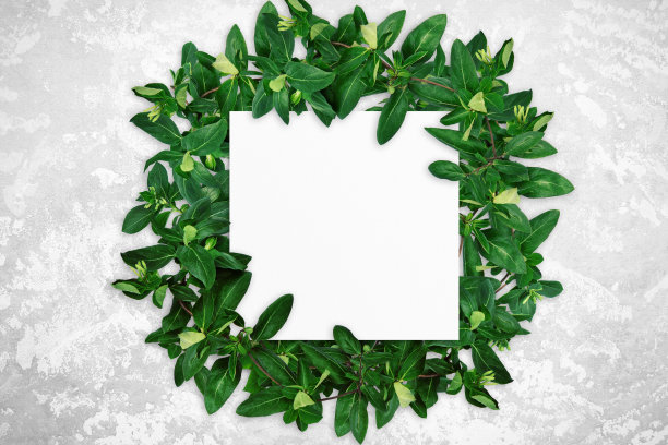 树叶和白色水彩画在灰色混凝土背景上的构图。树枝带叶，空白卡。自然模型，生态海报。俯视图，平铺，近距离，复制空间图片下载