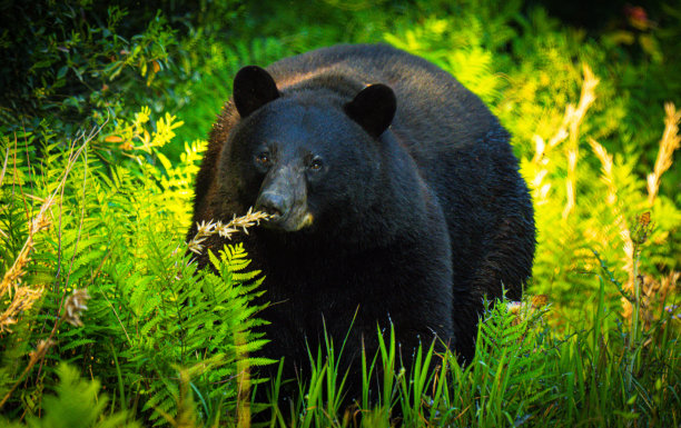 森林里的熊图片下载