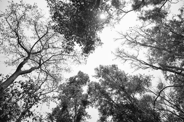 泰国素可泰历史公园Mahathat寺图片下载