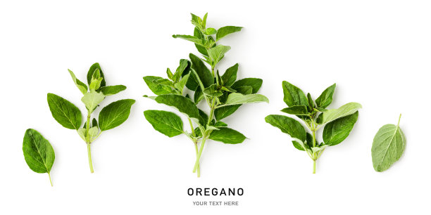 牛至叶马郁兰设置孤立的白色背景图片下载