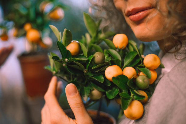 在花园中心的花盆里，不认识的人是拿着卡拉蒙丁、橘子、金橘的妇女。的爱好。图片下载