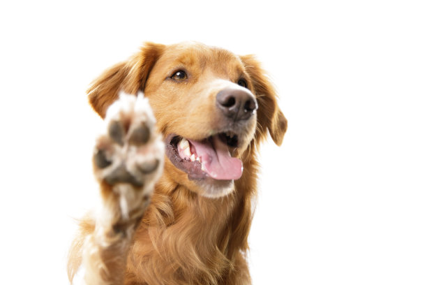 金毛猎犬指向孤立的白色背景图片下载