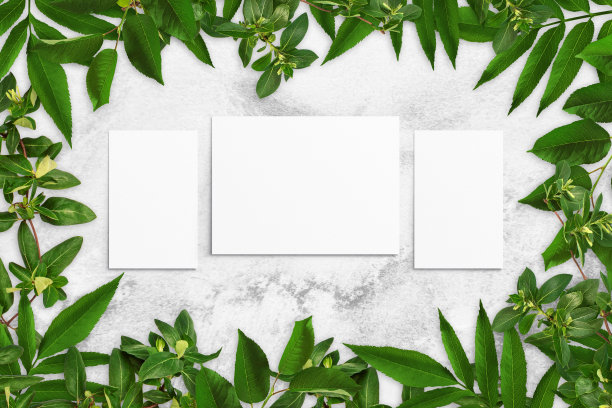 在灰色的混凝土背景上，树叶和白色的水彩纸组成。带叶子的树枝，空白的卡片。自然模型，生态海报。俯视图，平铺，近距离，复制空间图片下载