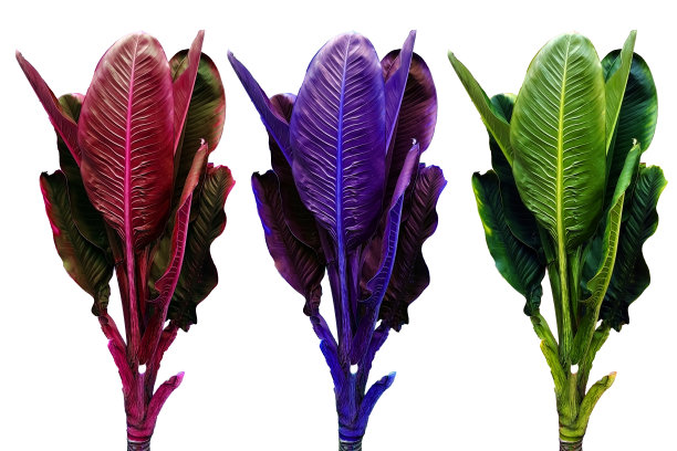 红色，蓝色和绿色的植物图片下载