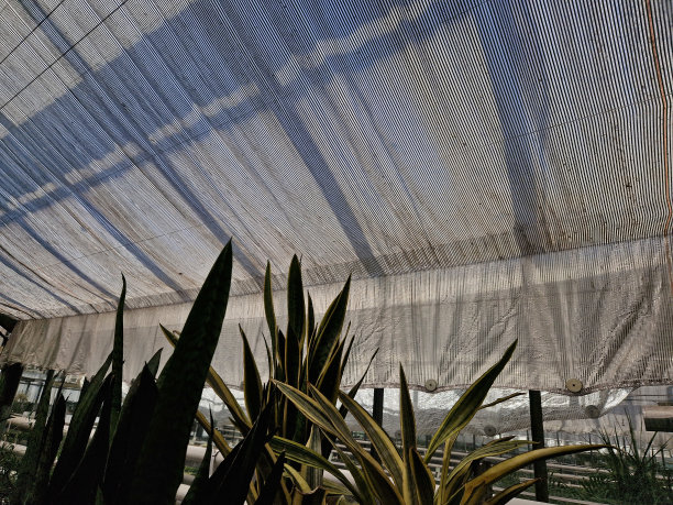 温室内部用铝布覆盖。因此，反射阳光，同时与开放的网眼通风。在屋脊上。园艺作物、花卉、图片下载