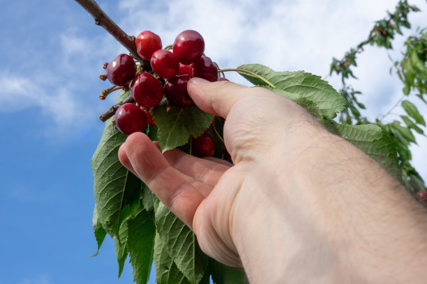 在蔚蓝的天空下，亲手采摘新鲜美味的红樱桃图片下载