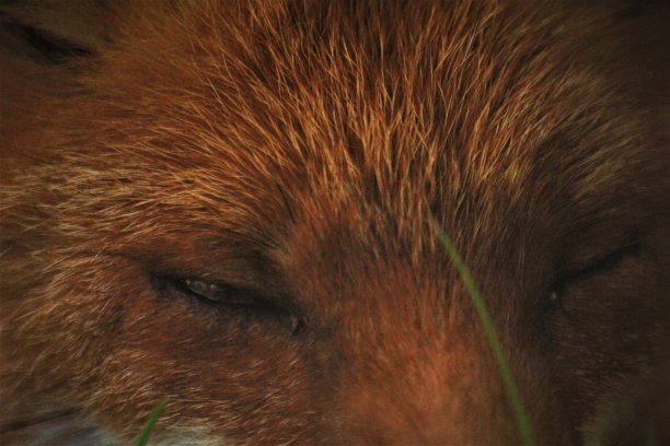 顽皮的狐狸在阳光下玩耍图片下载