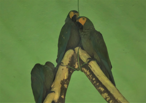 一只鹦鹉在模糊的绿色背景上的特写镜头图片下载