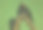 一只鹦鹉在模糊的绿色背景上的特写镜头图片下载