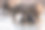在埃托沙洗澡的大象图片下载