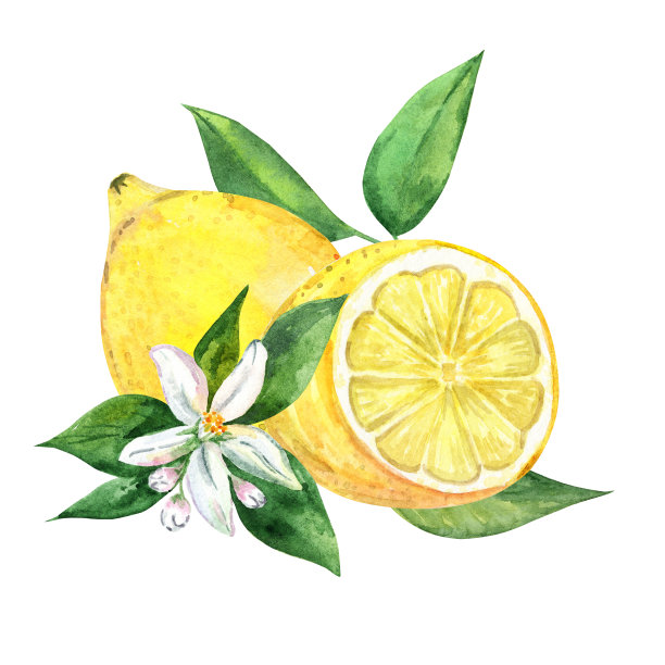 水彩柠檬组成孤立的白色背景图片下载