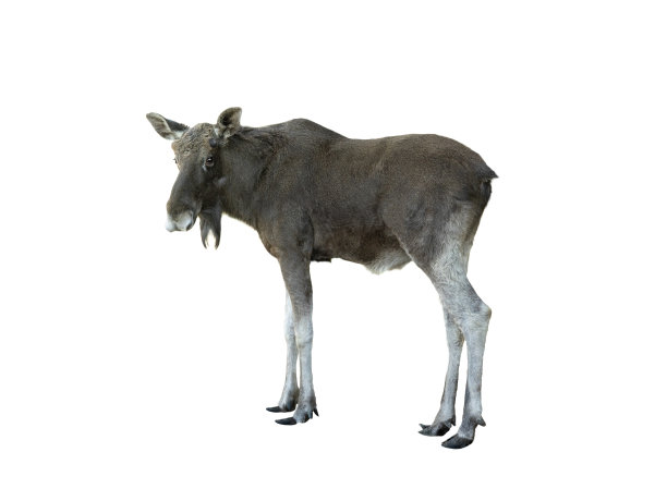 驼鹿肖像孤立在白色背景图片下载