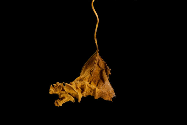 黑色背景的干叶子。图片下载