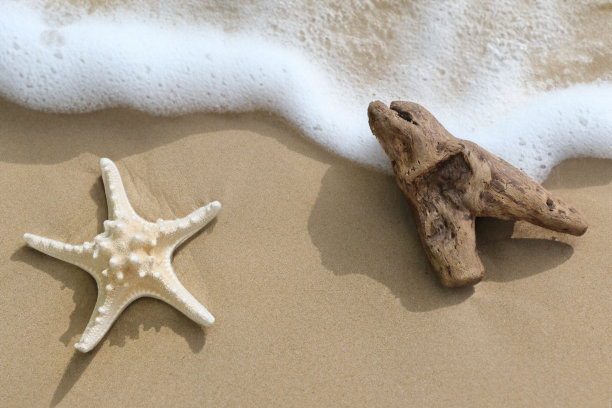 夏天海边沙滩上的海星和浮木图片下载