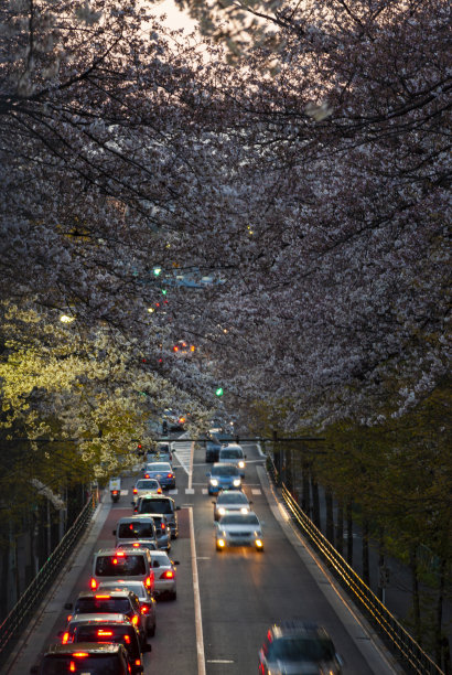 夜晚的樱花图片下载