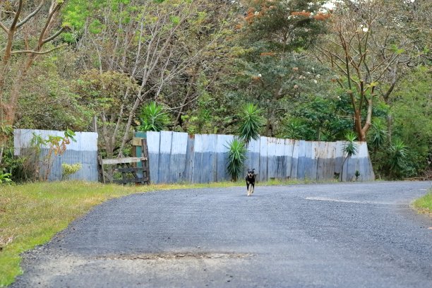 美丽的狗走在哥斯达黎加的乡村公路上图片下载