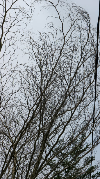 干树枝图片下载