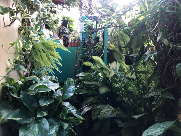 房子院子里的花园的照片图片下载