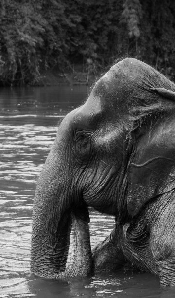 大象洗澡图片下载