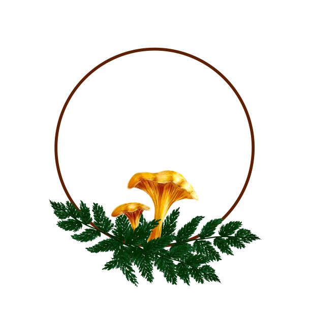 圆形框架与鸡油菌蘑菇和绿色蕨类树叶，手绘标记插图在水彩技术图片下载