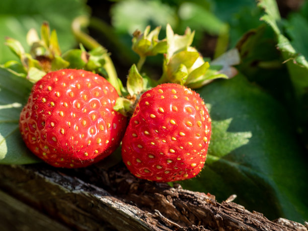 蔬菜园里成熟的草莓。图片下载