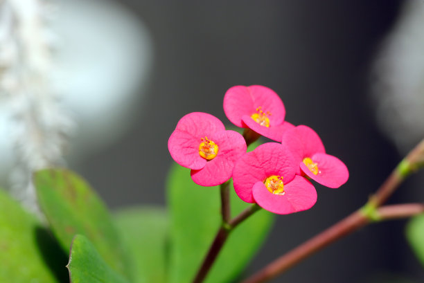 可爱的圆形刺冠粉红色花瓣花头(Euphorbia milii, Hanakirin)特写微距照片)图片下载