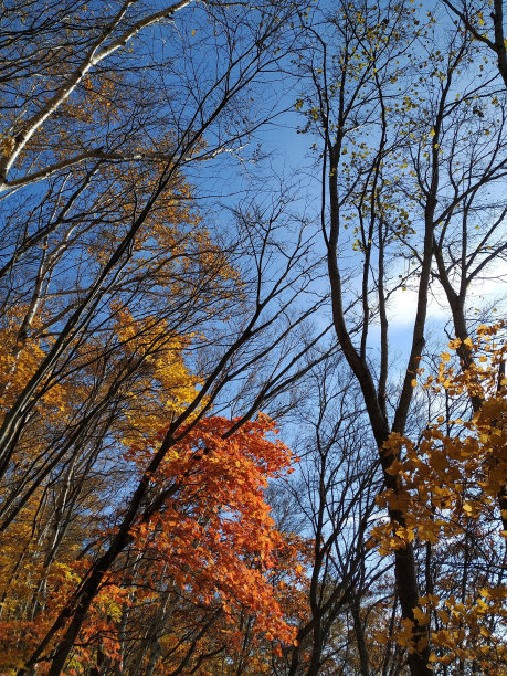 日本福冈，阳光照在森林后面图片下载