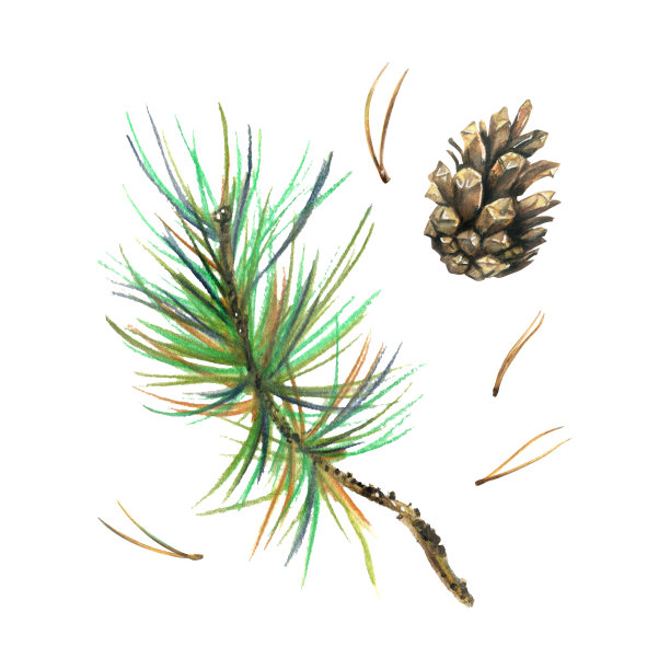 松枝上有绿色的针叶和一个圆锥形，森林植物，秋天，夏天。水彩插图，手绘。白色背景上的孤立物体。图片下载