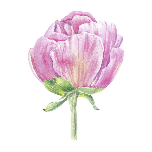 水彩牡丹花手绘在植物风格用于徽章，婚礼，节日和生日的设计。粉色雏菊可爱的孤立元素装饰卡片，礼品包装，海报，邀请图片下载