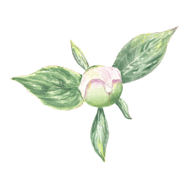 水彩画牡丹花，叶子手绘植物风格用于徽章，婚礼，节日，生日设计。粉色雏菊可爱的孤立元素装饰卡片，礼品包装，海报，邀请图片下载